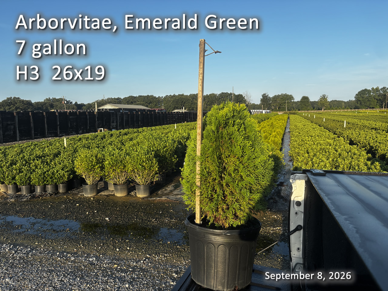 gallery/aveg7 h3 sept8.jpg